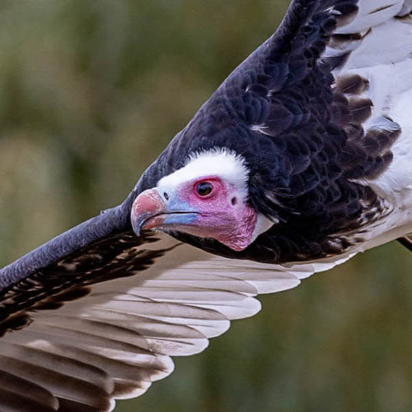 Conservation Projects - Thirsk Birds of Prey Centre Thirsk Birds of Prey  Centre