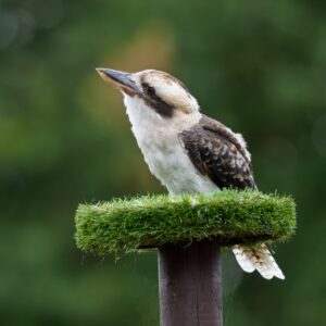 Concession Admittance Ticket