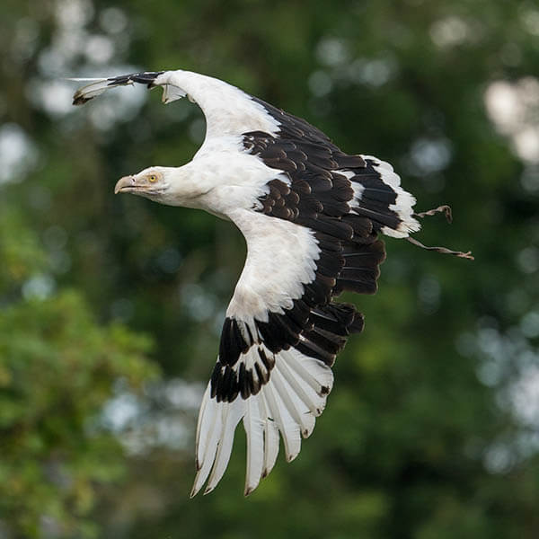 Conservation Projects - Thirsk Birds of Prey Centre Thirsk Birds of Prey  Centre