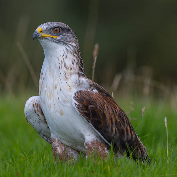 Spend vouchers on Thirsk Birds of Prey Centre at Tesco.com